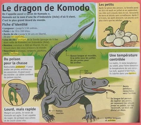 comdo dragon|comodo dragon en français.
